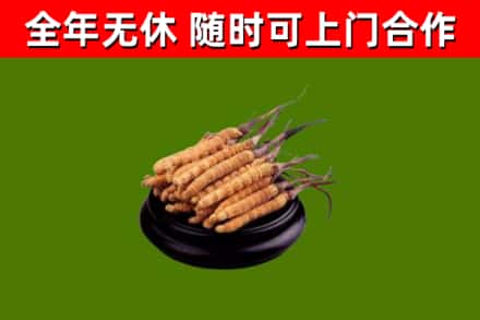 新和回收散虫草